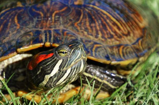 Красноухие черепахи в парках и прудах ЮВАО не редкость /pixabay.com