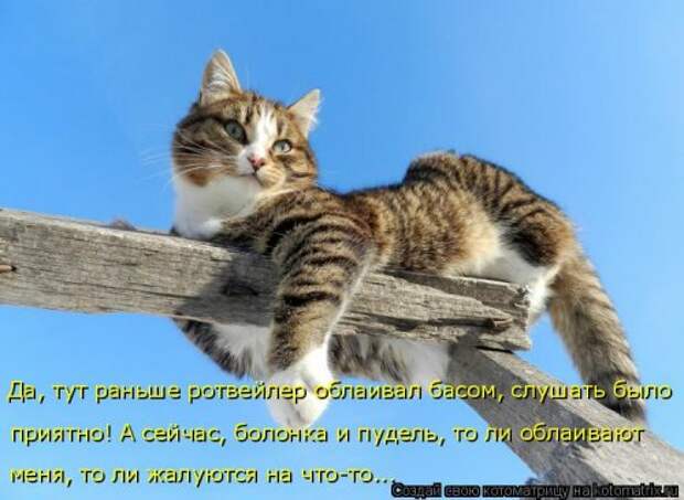Свежая котоматрица для всех (44 фото)