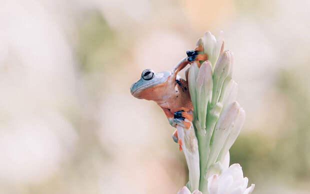 frog-photography-tantoyensen-3-5836fb61bb036__880