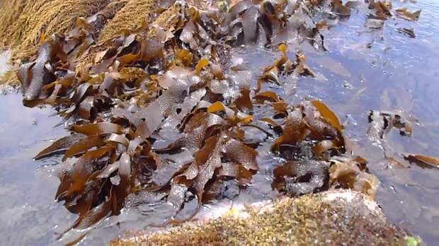 В Японском море обнаружили водоросли для борьбы с коронавирусом