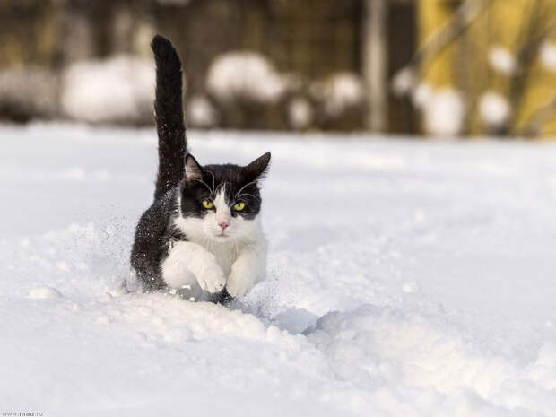 Снежные кошки - Летит через сугробы кот!