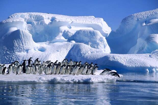 Единственные полноправные жители Антарктиды - это пингвины и другие представители тамошней фауны. /Фото: visit-petersburg.ru