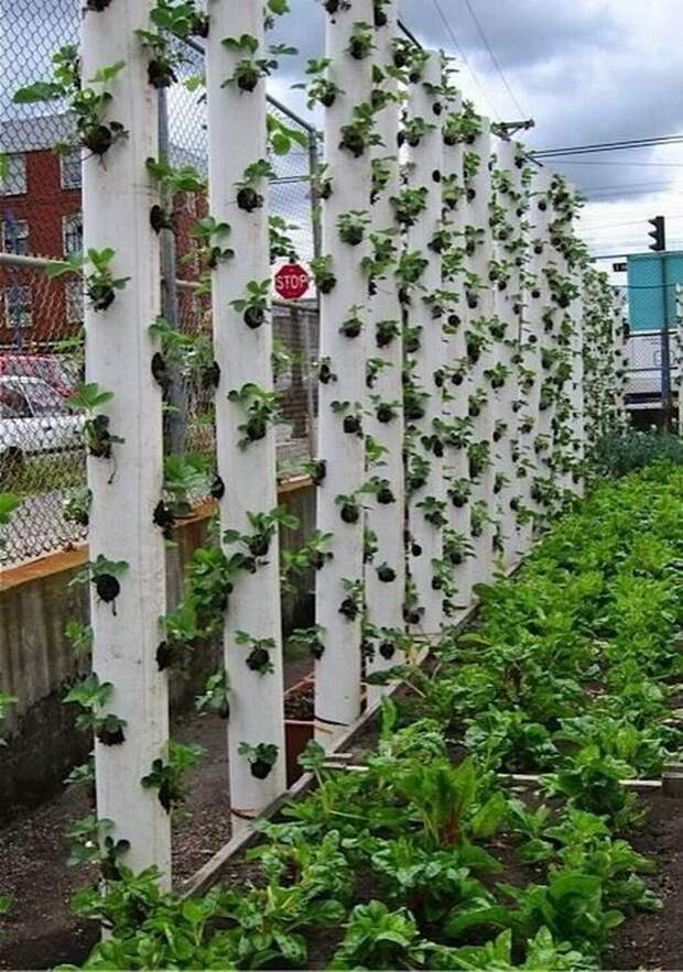 Вертикальная грядка из пластиковой трубы дача, клубника, на заметку, огород, сбор урожая, фото