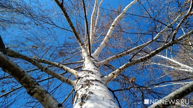 Сегодня можно послушать журавлей и сверчков