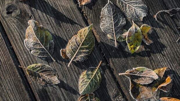 «Великое варварство»: почему никогда нельзя убирать опавшую листву на даче