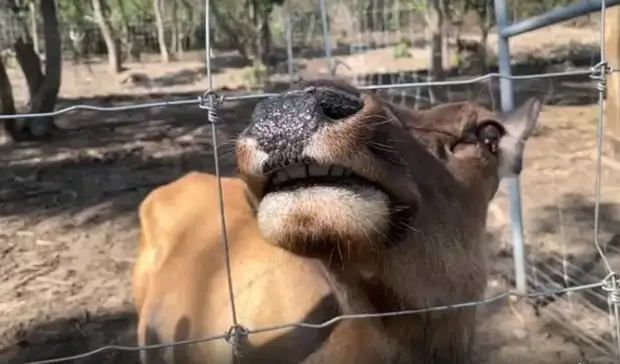 ЧП под Минводами, деньги депутатов и поиски оленей — о чем говорили на Ставрополье