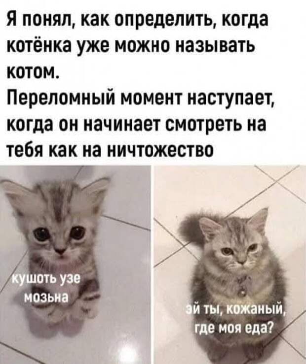 Проблема не в коте