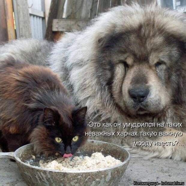 Котоматрица на Бугаге (33 фото)