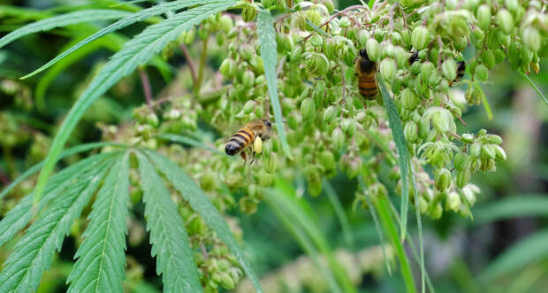 male flowers and bees