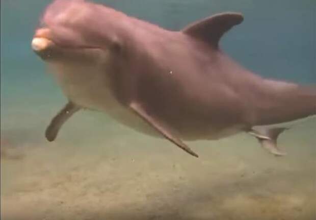 Рождение дельфинчика видео, животные, рождение дельфина