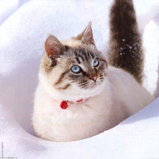 Снежные кошки - С красным колокольчиком