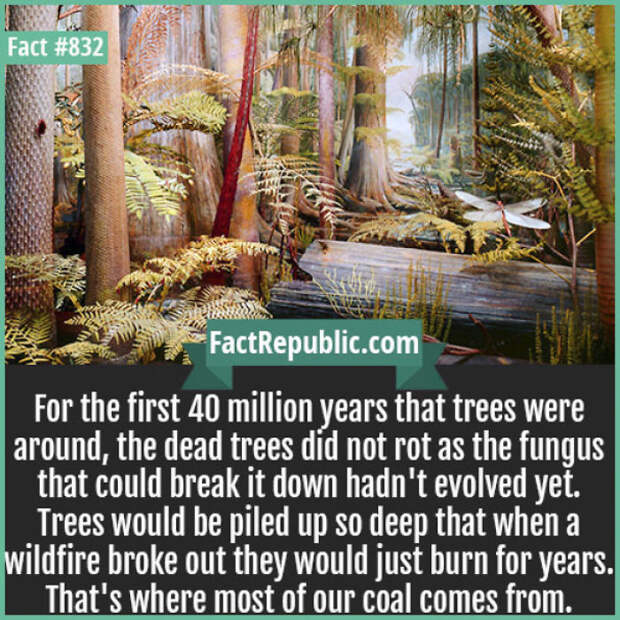 Everyday Life Facts