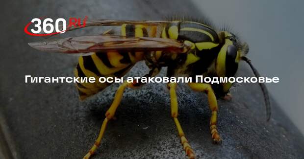 Энтомолог Карцев: обнаруженные в Подмосковье осы сколии не опасны для людей
