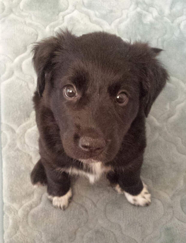 adopted-dogs-first-day-home-24-5795f663559ac__700