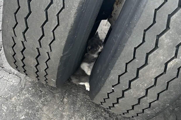 UPI: в США спасли котенка, который застрял между колес прицепа фуры