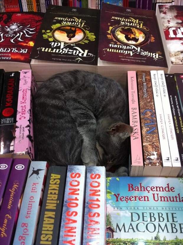 Скучные у тебя книжки, хозяин, меня от них в сон клонит! животные, коты, смешно, фото