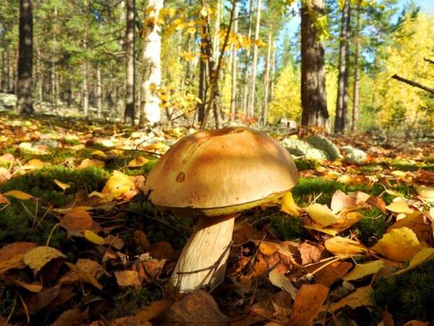 на фоне осенней листвы  грибы, листва, осень, природа, прогулка, сделай сам