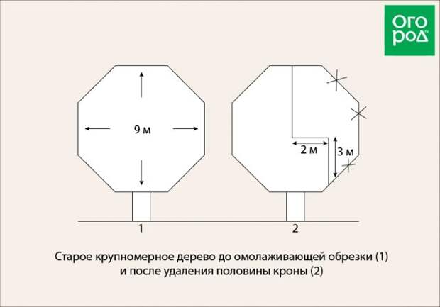 Половинная омолаживающая обрезка