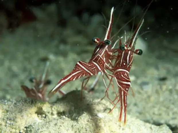 10 ���������� �������� � ��������� �����