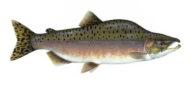 https://upload.wikimedia.org/wikipedia/commons/thumb/1/1e/Pink_salmon_FWS.jpg/1200px-Pink_salmon_FWS.jpg