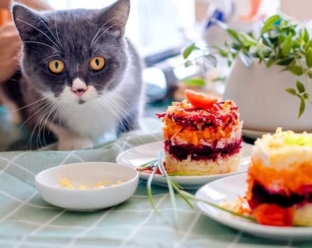 Онколог назвал оливье и селедку под шубой в числе самых вредных салатов