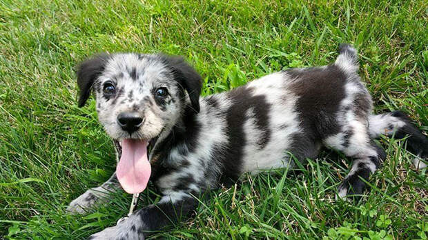 adopted-dogs-first-day-home-43-57960a78ea0b0__700