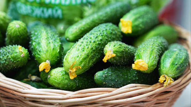 Салатику быть: в России снизились цены на огурцы