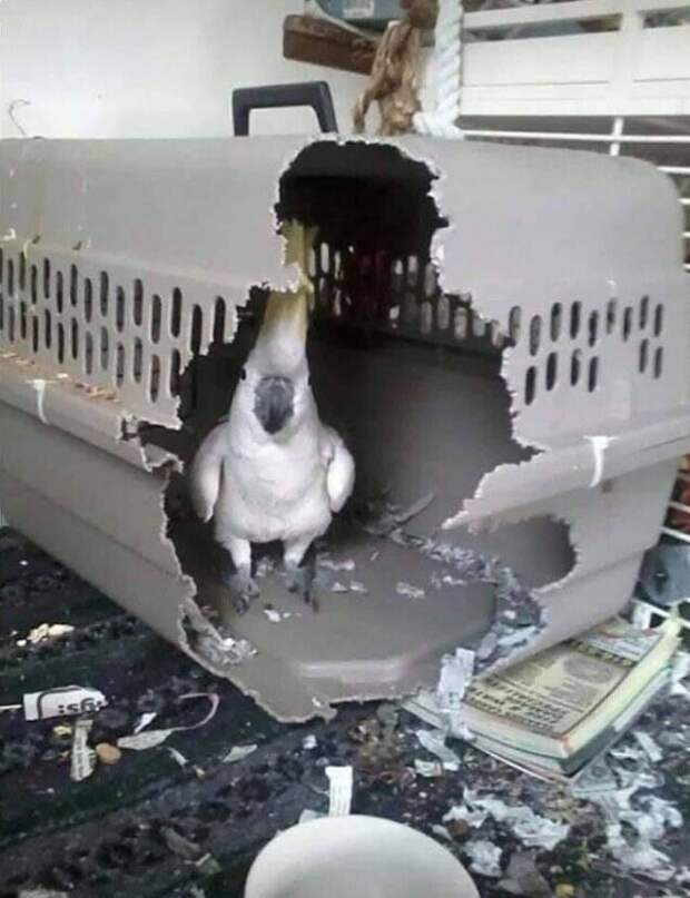Ой, психанул