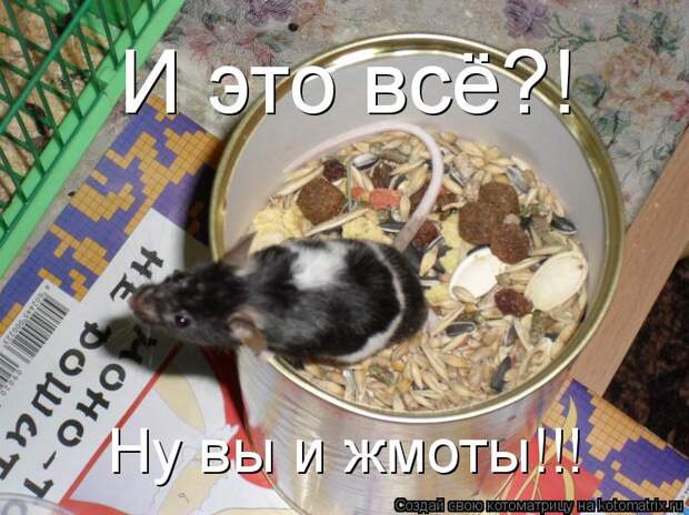 Картинки по запросу ЖМОТЫ