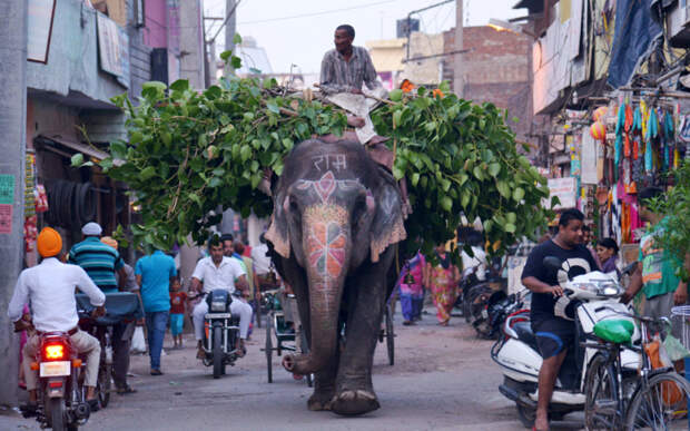 Погонщик слонов везёт ветки по улице в Амритсаре, Индия.