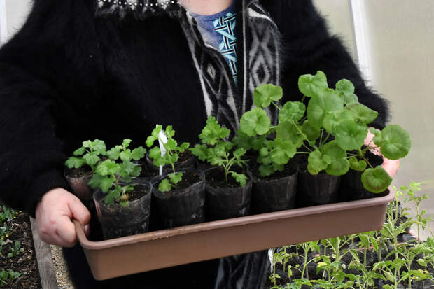 ПНИПУ: овощные культуры лучше всего подходят для домашнего огорода