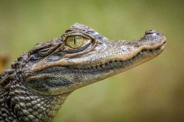 В Туле ищут крокодила Гошу, сбежавшего из частного дома