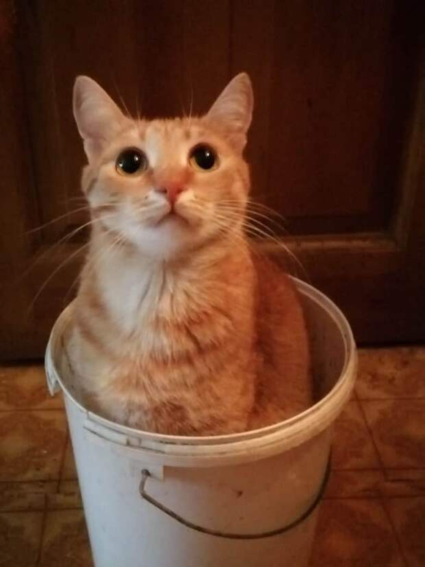 кот проник в дом кот в ведре