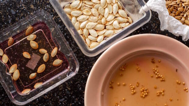 Как подготовить семена к посадке, чтобы рассада не болела: способы, которые рекомендуют агрономы