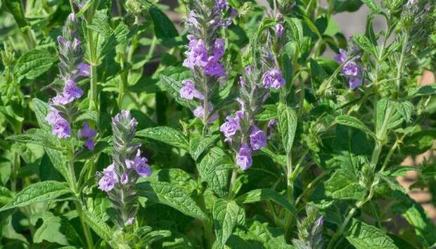 Не сажайте шалфей на грядках: россиянам грозит 300 тысяч штрафа