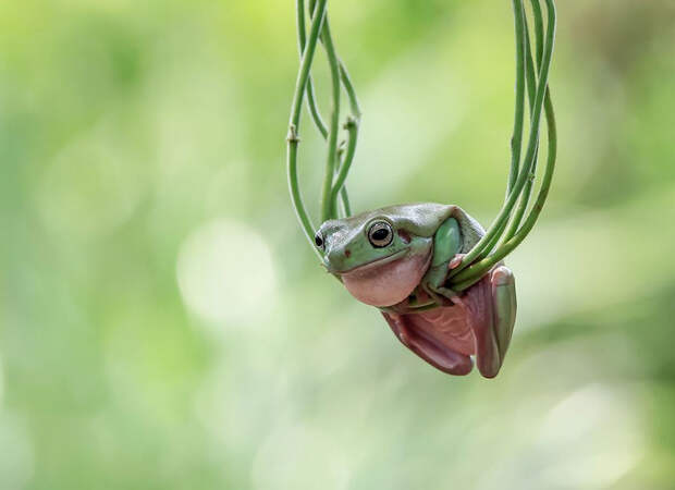 frog-photography-tantoyensen-12-5836fb78c423d__880