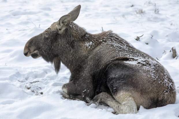 В Измайловском парке появились лоси