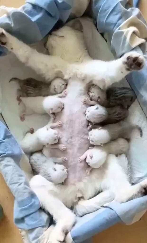 Родительские будни из животного мира на снимках