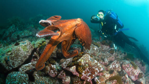 где обитает