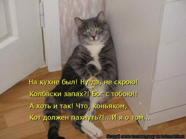 Лучшие котоматрицы недели (50 фото)