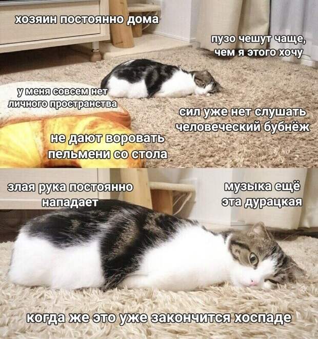 9 смешных мемов про котов, которым мешают люди на самоизоляции