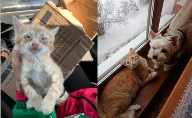 Снимки животных до и после того, как они обрели дом и любящих хозяев