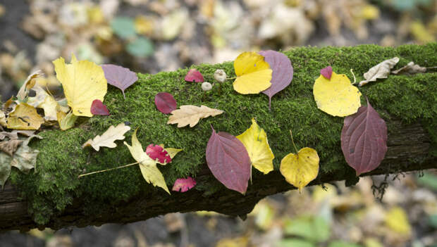 Мох земного происхождения способен расти на Марсе