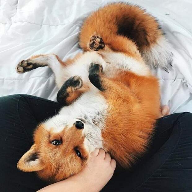 Самая популярная лиса в Instagram по кличке Джунипер