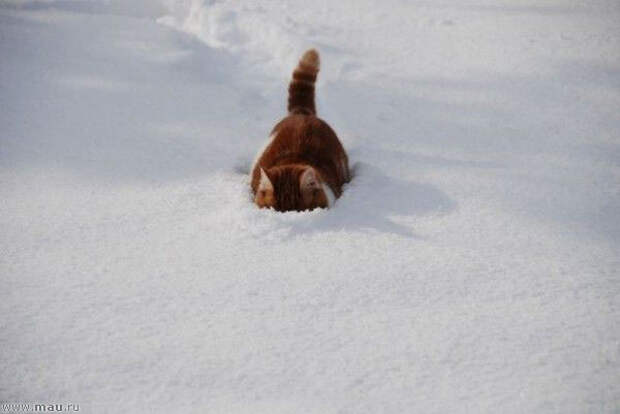 Снежные кошки - Внедорожник