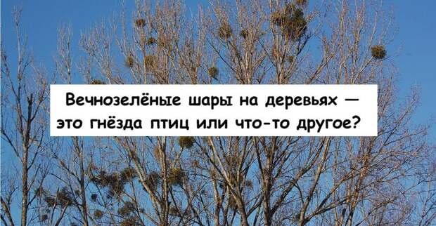 Вечнозелёные шары на деревьях — это гнёзда птиц или что-то другое?