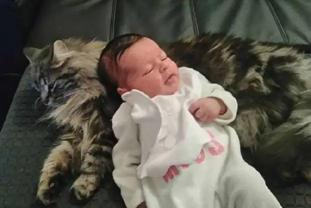 Кот стал второй мамой для маленького ребёнка