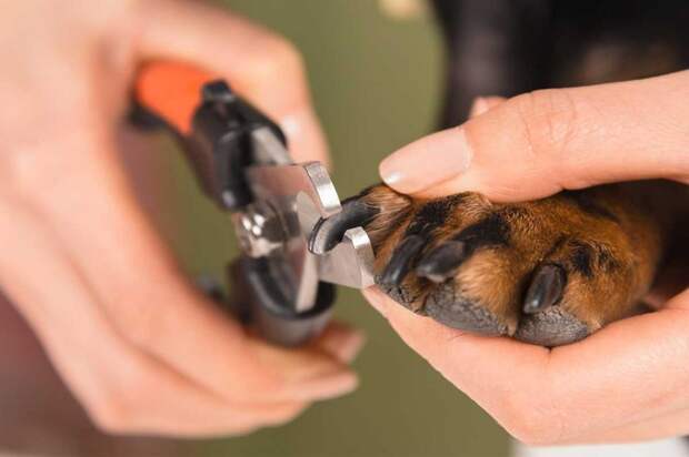 Как обрезать когти собаке: способы, инструменты, полезные советы