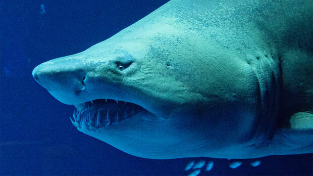 В Японии испытывают самолет с «кожей акул»