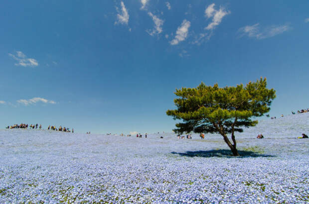 Склоны холма усеяны сине-белыми цветочками.